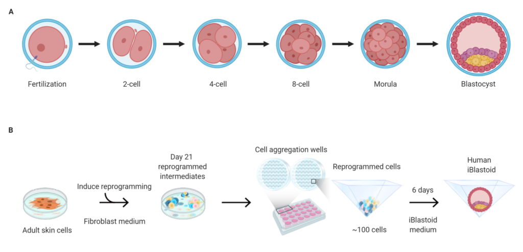 Επιστήμονες δημιούργησαν μοντέλα πρώιμου ανθρώπινου εμβρύου από βλαστοκύτταρα