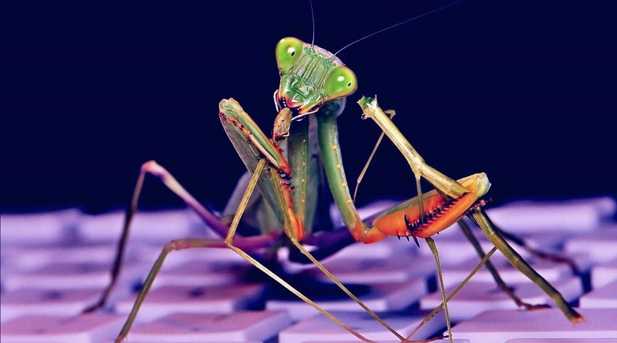 Roaming Mantis